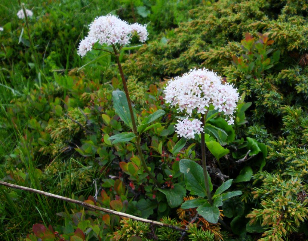 Valeriana tripteris